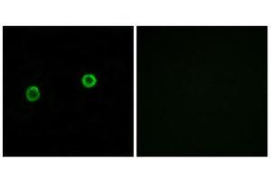 Immunofluorescence (IF) image for anti-Acyl-CoA Thioesterase 4 (ACOT4) (C-Term) antibody (ABIN1850684) (ACOT4 anticorps  (C-Term))
