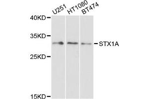 Western blot analysis of extracts of various cell lines, using STX1A antibody (ABIN1876774) at 1:1000 dilution. (STX1A anticorps)