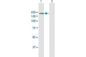 Western Blot analysis of TIMELESS expression in transfected 293T cell line by TIMELESS MaxPab polyclonal antibody. (TIMELESS anticorps  (AA 1-1208))