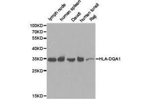 Western Blotting (WB) image for anti-Major Histocompatibility Complex, Class II, DQ alpha 1 (HLA-DQA1) antibody (ABIN1873029) (HLA-DQA1 anticorps)