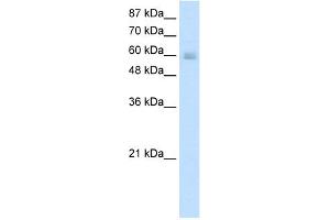 WB Suggested Anti-GATAD2B Antibody Titration:  0. (GATAD2B anticorps  (N-Term))