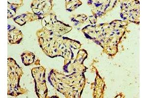 Immunohistochemistry of paraffin-embedded human placenta tissue using ABIN7150706 at dilution of 1:100