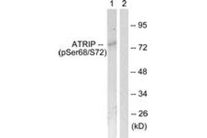 Western blot analysis of extracts from NIH-3T3 cells, using ATRIP (Phospho-Ser68) Antibody. (ATRIP anticorps  (pSer68))