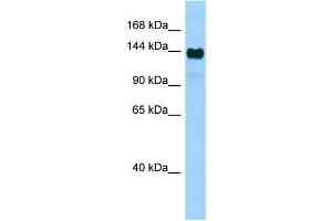 WB Suggested Anti-Aff4 Antibody Titration: 1. (AFF4 anticorps  (Middle Region))