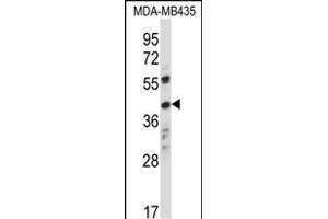 OR8K1 Antibody (C-term) (ABIN657918 and ABIN2846865) western blot analysis in MDA-M cell line lysates (35 μg/lane). (OR8K1 anticorps  (C-Term))