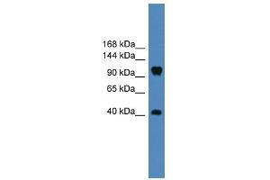WB Suggested Anti-CNTN1 Antibody Titration: 0. (Contactin 1 anticorps  (Middle Region))