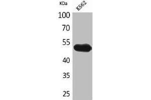 Western Blot analysis of K562 cells using CD328 Polyclonal Antibody (SIGLEC7 anticorps  (Internal Region))