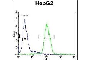 CP Antibody (N-term) (ABIN391512 and ABIN2841473) flow cytometric analysis of HepG2 cells (right histogram) compared to a negative control cell (left histogram).