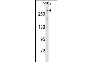 SCN5A Antibody (N-term) (ABIN1539374 and ABIN2850330) western blot analysis in K562 cell line lysates (35 μg/lane). (SCN5A anticorps  (N-Term))