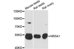 Western blot analysis of extracts of various cell lines, using NR5A1 antibody (ABIN1980152) at 1:3000 dilution.