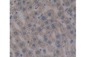 Used in DAB staining on fromalin fixed paraffin- embedded liver tissue (TOP1MT anticorps  (AA 1-238))