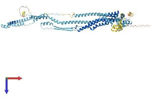 AlphaFold protein structure predicition of Human Recombinant DCST1 Protein, UniprotID Q5T197