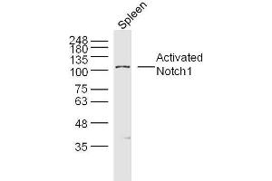 Mouse spleen lysates probed with Activated Notch1 Polyclonal Antibody, unconjugated  at 1:300 overnight at 4°C followed by a conjugated secondary antibody for 60 minutes at 37°C. (Notch1 anticorps  (AA 1754-1800))