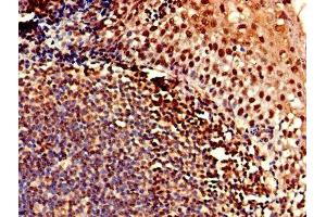 Immunohistochemistry of paraffin-embedded human tonsil tissue using ABIN7147887 at dilution of 1:100 (Claudin 12 anticorps  (AA 32-87))