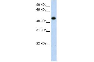 WB Suggested Anti-HAO1 Antibody Titration:  0. (HAO1 anticorps  (C-Term))