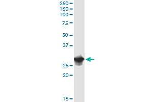 IFI35 MaxPab rabbit polyclonal antibody. (IFI35 anticorps  (AA 1-288))