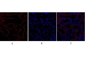 Immunofluorescence analysis of mouse kidney tissue.