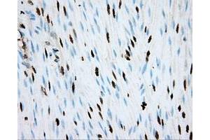 Image no. 10 for anti-Aryl Hydrocarbon Receptor Nuclear Translocator (ARNT) antibody (ABIN1496729) (ARNT anticorps)