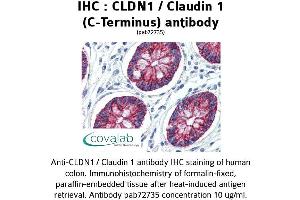 Image no. 1 for anti-Claudin 1 (CLDN1) (C-Term) antibody (ABIN2852381)