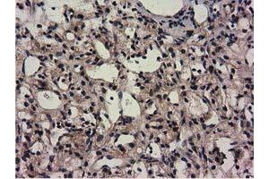 Image no. 7 for anti-COBW Domain Containing 1 (CBWD1) antibody (ABIN1497117) (CBWD1 anticorps)