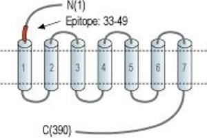 anti-Serotonin Receptor 1B (HTR1B) (AA 33-49), (Extracellular), (N-Term) antibody (Atto 488)