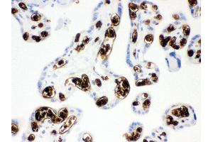 Anti- Band 3 Picoband antibody,IHC(P) IHC(P): Human Placenta Tissue