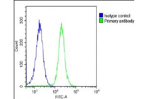 Overlay histogram showing A431 cells stained with (ABIN6243169 and ABIN6578860)(green line).