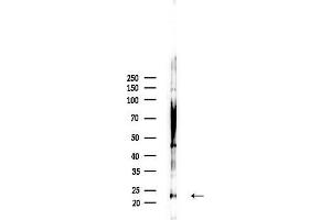 Western blot analysis of lysates from RAW264.