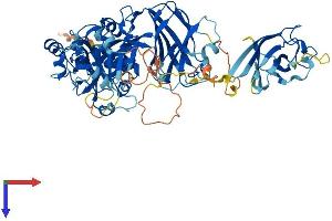 AlphaFold protein structure predicition of Human Recombinant CAPN10 Protein, UniprotID Q9HC96