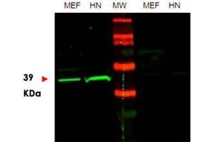 Western blot using POU5F1 polyclonal antibody  shows detection of endogenous POU5F1 in mouse embryonic fibroblast (MEF) cell lysate (lane 1) and HeLa nuclear extract (HN) (lane 2). (OCT4 anticorps  (Internal Region))