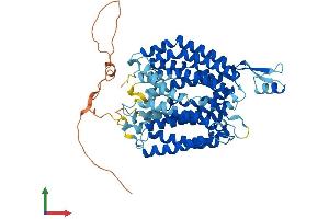 AlphaFold protein structure predicition of Human Recombinant SLC33A1 Protein, UniprotID O00400