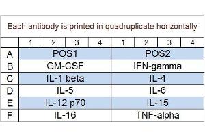Image no. 1 for Non-Human Primate Cytokine Array Q1 (ABIN4956082) (Non-Humain Primate Cytokine Array Q1)