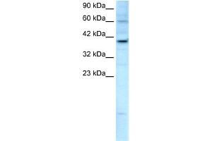 WB Suggested Anti-KIF25 Antibody Titration:  2. (KIF25 anticorps  (C-Term))