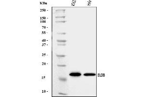 Western blot analysis of TCEB2/Elongin-B/ELOB using anti-TCEB2/Elongin-B/ELOB antibody (ABIN7598964).