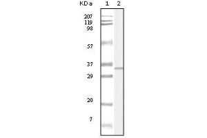 Western blot analysis using APP mouse mAb against truncated APP recombinant protein. (APP anticorps)