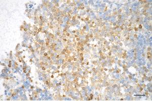 anti-Active+pro Caspase 3 antibody