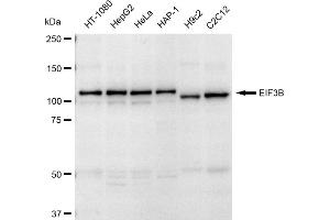 Western blotting analysis using EIF3B antibody (ABIN7798520).