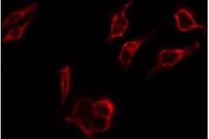 ABIN6267274 staining 293 by IF/ICC.