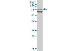 LMNA MaxPab polyclonal antibody. (Lamin A/C anticorps  (AA 1-664))