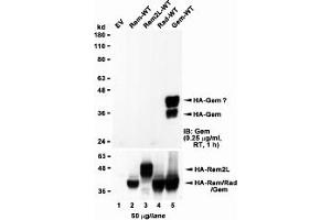 Western Blotting (WB) image for anti-GTP Binding Protein Overexpressed in Skeletal Muscle (GEM) (Internal Region) antibody (ABIN2465110) (GEM anticorps  (Internal Region))