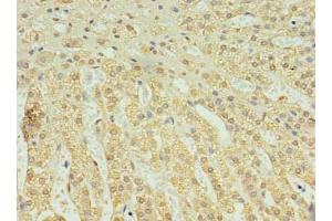 Immunohistochemistry of paraffin-embedded human adrenal gland tissue using ABIN7174820 at dilution of 1:100 (C2ORF15 anticorps  (AA 1-125))