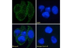Immunofluorescence staining of fixed A549 cells with anti-EDAR antibody EDAR12. (Recombinant EDAR anticorps)