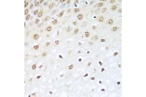 Immunohistochemistry of paraffin-embedded human esophagus using BCAS2 antibody.