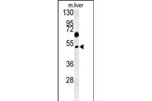 SNX31 Antibody (N-term) (ABIN652160 and ABIN2840572) western blot analysis in mouse liver tissue lysates (15 μg/lane). (SNX31 anticorps  (N-Term))
