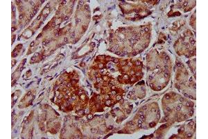 IHC image of ABIN7150062 diluted at 1:400 and staining in paraffin-embedded human pancreatic tissue performed on a Leica BondTM system.