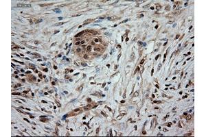 Immunohistochemical staining of paraffin-embedded kidney using anti-NTF3 (ABIN2452683) mouse monoclonal antibody. (Neurotrophin 3 anticorps  (AA 139-257))
