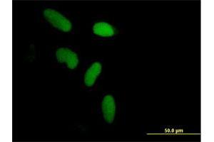 Immunofluorescence of purified MaxPab antibody to ZNF433 on HeLa cell. (ZNF433 anticorps  (AA 1-638))