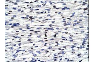 anti-BolA-like Protein 1 (BOLA1) (AA 24-73) antibody