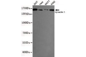 Western blot detection of Dynactin 1 in K562,MCF7,293T and Hela cell lysates using Dynactin 1 mouse mAb (1:500 diluted). (Dynactin 1 anticorps  (N-Term))
