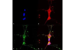 Immunocytochemistry/Immunofluorescence analysis using Mouse Anti-TrpC7 Monoclonal Antibody, Clone N64A/36 (ABIN2485431).